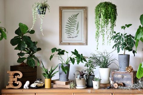 House Plants, Interior, Green Interiors, Home Deco, House Plants Decor, Interior Inspo, Plant Decor, Green Garden, Room Design