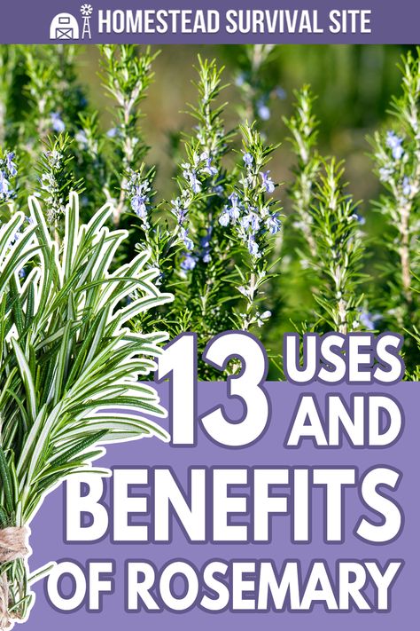 Diy, Medicinal Plants, Gardening, Nutrition, Rosemary Plant Care, Uses For Rosemary, Healing Herbs, Herbal Plants, Rosemary Health Benefits