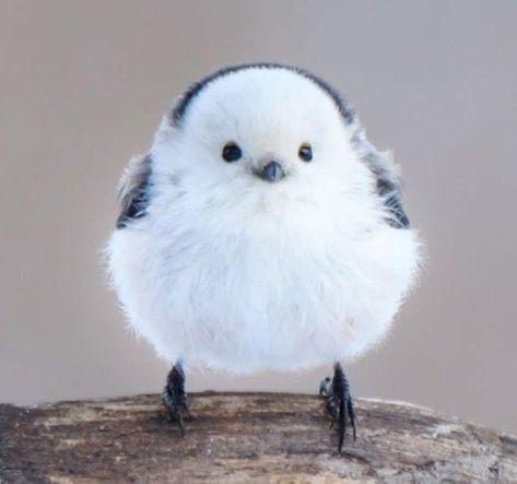 Hokkaido Bird Looks Like Flying Cotton Ball - I Can Has Cheezburger? Animais, Cute, Cute Animals, Animaux, Fotos, Cute Birds, Animales, Dieren, Cute Creatures