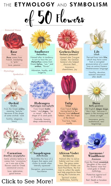Roses, Gardening, Flora, Floral, Orchid Meaning, Flower Meanings Chart, Poppy Flower Meaning, Gladiolus Flower Meaning, Types Of Flowers