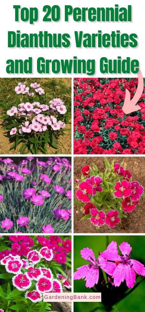 Top 20 Perennial Dianthus Varieties and Growing Guide pinterest image. Planting Flowers, Full Sun Perennials, Flowers Perennials, Hardy Perennials, Sun Perennials, Dianthus Perennial, Shrubs, Flowering Plants, Dianthus Care