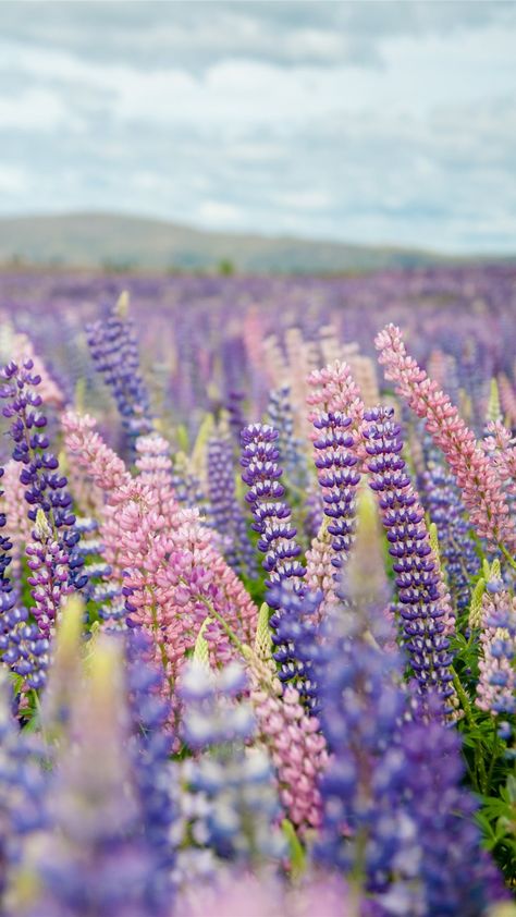 Tekapo  New Zealand #plant #lupin #Blossom #flower #newzealand #colours #flowers Nature, Inspiration, Floral, Flower Wallpaper, Spring Wallpaper, Aesthetic Wallpapers, Background, Flower Field, Spring Background