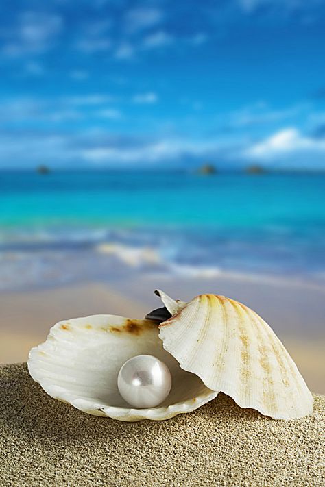 La Shell in Fondo al mare di Pearl Ocean Waves, Pearl Background, Turquoise Ocean, Conchas De Mar, Beach Wallpaper, Sea Pearls, Sea Life, Mobiles, Wallpaper Backgrounds