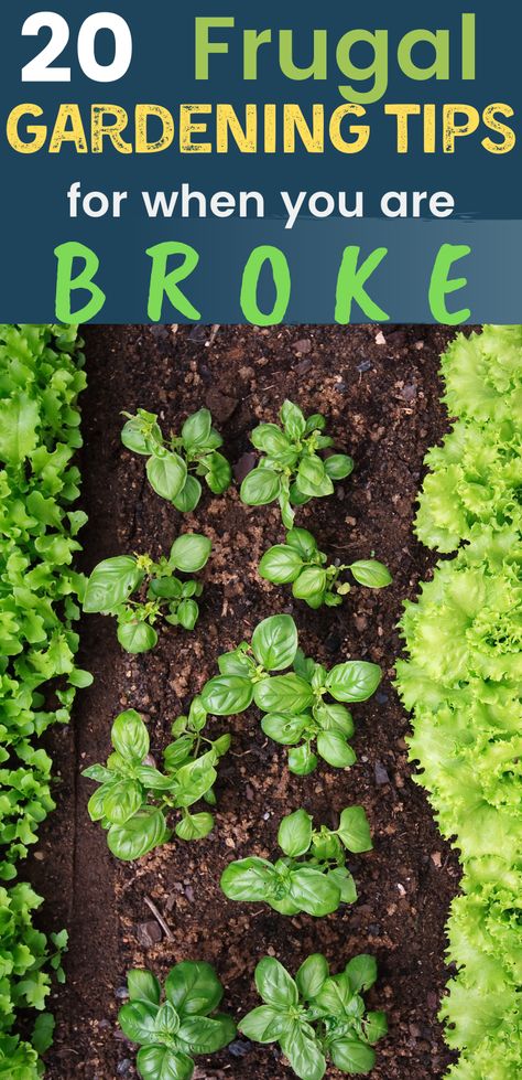 So, you're broke, but you still want to have a garden this year. Don't let the fear of the expense stop you from creating your dream garden. You can start gardening when your broke right now. Here are 20 frugal gardening tips to try. Container Gardening, Gardening Supplies, Garden Care, How To Start Small Garden, Budget Garden Ideas, Starting A Garden, Budget Garden, Frugal Gardening, Gardening Tips