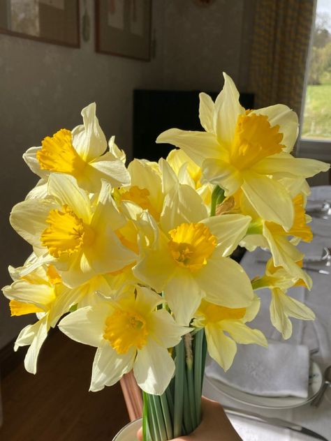 Kawaii, Hoa, Daffodil, Daffodils, Jardim, Lilly Flower, Verano, Bloemen, Rosas