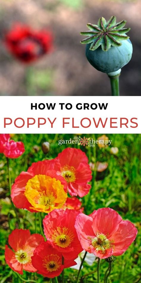 6 Must-Know Poppies + How to Grow these Pretty Poppy Flowers from Seed - Garden Therapy Planting Flowers, Art, Planting Poppies, Planting Poppy Seeds, Grow Poppy Flowers, Growing Poppies, Growing Flowers, Poppy Flower Seeds, Poppy Seed Plant