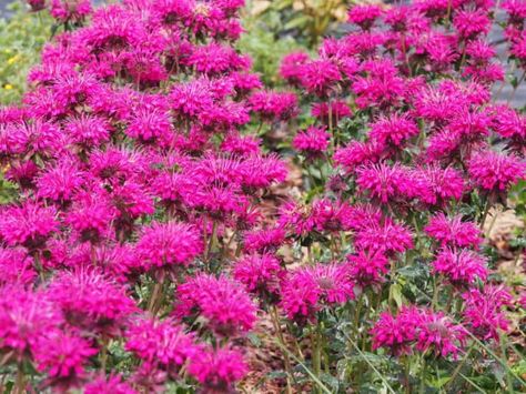 16 Deer Resistant Perennials that Won't Be on the Wildlife Menu Outdoor, Mosquito Plants, Herbaceous Perennials, Hardy Perennials, Ground Cover Plants, Shade Perennials, Deer Resistant Perennials, Drought Tolerant Plants, Mosquito Repelling Plants
