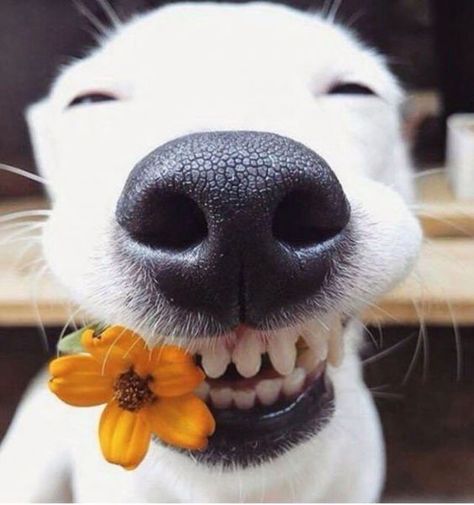 Take A Look At The Happiest #Dogs To Help You Get Through Monday! http://ibeebz.com #It'sADogsLife Dogs, Labrador, Happy Dogs, Cute Dogs, Meme, Cute Puppies, I Love Dogs, Happy Animals, Smiling Dogs