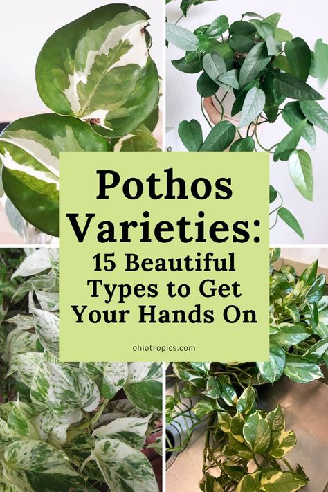Pothos Varieties Chart, Pothos Plant Care, Pothos In Water, Pothos Vine, Pothos Plant, Variegated Plants, Types Of Plants, Growing Herbs, Plant Needs