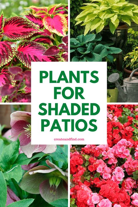 Perfect plants for shaded patios or porches. Just because your outdoor spaces don't get much sun, doesn't mean you can't add beautiful colors and textures with plants. There are many shade-loving plant options that will thrive on your patios or porches. Shaded Garden, Porches, Gardening, Decks, Shade Garden Plants, Potted Plants For Shade, Porch Plants, Front Porch Plants, Shade Plants Container