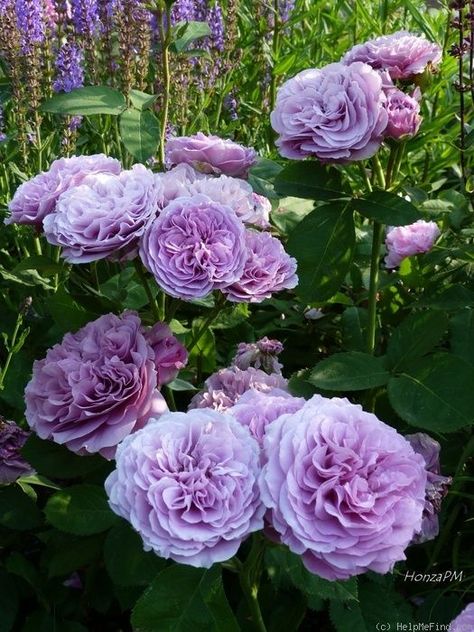 'Lavender Ice ' Rose Photo  great first bloom, than very slow repeating, very low and compact variety Purple Roses, Floral, Purple Flowers, Lavender Roses, Lavender Roses Garden, Lavender Garden, Rose Garden, Rose Garden Landscape, Rose Flower