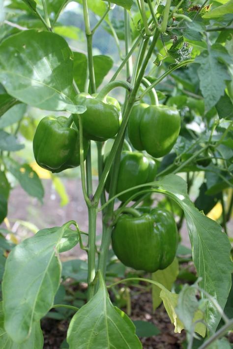 All About Growing Bell Peppers in a Container Organic Gardening, Edible Garden, Vegetable Garden, Veg Garden, Tomato Garden, Veggie Garden, Garden Seeds, Garden Veggies, Jardim