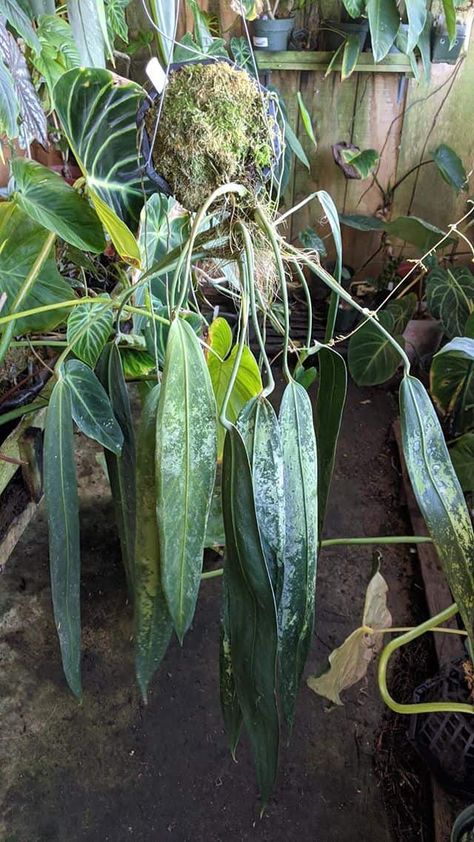 Anthurium wendlingeri via @plantophiles Nature, Anthurium, Orchidaceae, Orchid Bark, Orchids, Peat Moss, Rare Plants, Aphids, Plant