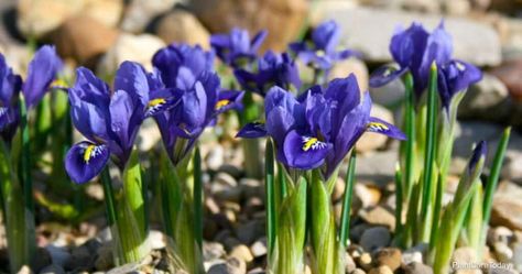 Transplanting Iris Plants: When Is The Best Time To Transplant Iris Ideas, Gardening, Shaded Garden, When To Transplant Iris, Planting Bulbs, Spring Flowering Bulbs, Plant Diseases, Plant Needs, Shade Garden