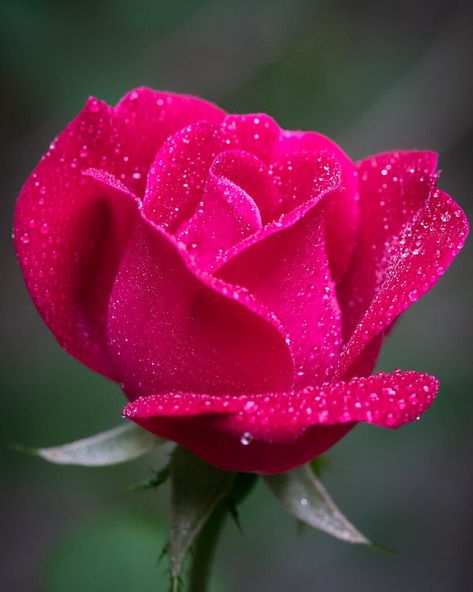 Beautiful, Rose Pic, Hoa, Jul, Roz, Rose Images, Rose Wallpaper, Beautiful Roses, Rose Pictures