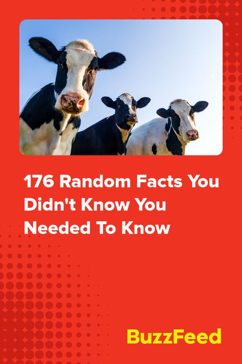 176 Random Facts You Didn't Know You Needed To Know Jokes, Facts You Didnt Know, Weird Facts, Did You Know Jokes, Bad Jokes, Fun Facts, Intresting Facts, Did You Know Facts, Facts