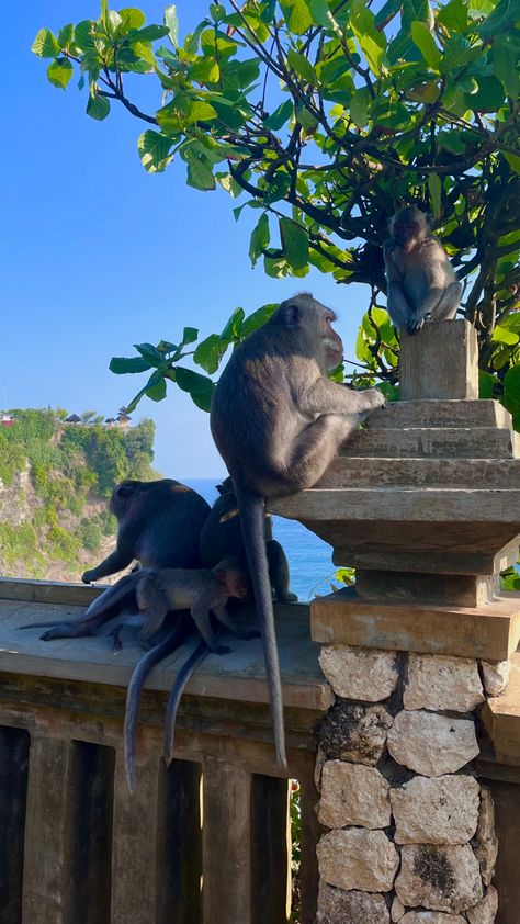 #monkey #bali #vacation Bali Monkey, Bali Baby, Bali Vacation, Tree House, Garden Sculpture, Bali, Sculpture, Outdoor Decor, Baby
