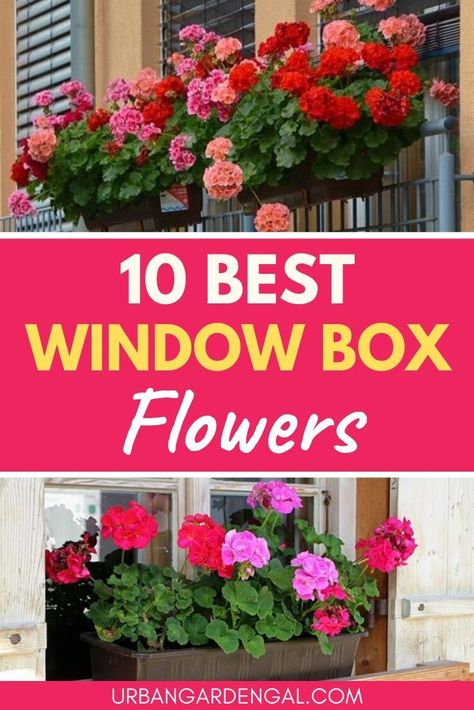 Gardening, Exterior, Plants For Window Boxes, Window Flower Boxes, Window Flower Boxes Diy, Flowers For Window Boxes, Window Box Flowers, Window Box Plants, Outdoor Flower Boxes