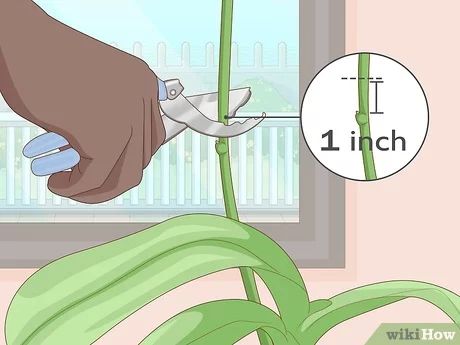 How to Get Orchids to Rebloom: 15 Steps (with Pictures) - wikiHow Flora, Gardening, North Carolina, Pruning Orchids, Orchid Fertilizer, Orchid Care, Orchid Soil, Orchid Care Rebloom, Transplanting Orchids