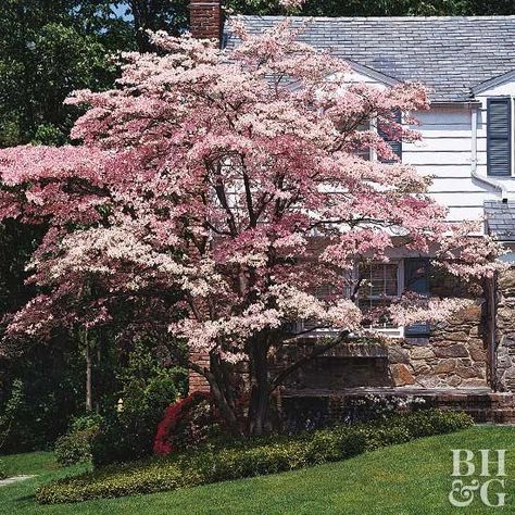 Flowering trees and shrubs are sure to make a beautiful statement in your yard or garden. Try one of our top choices, such as the Eastern redbud, Southern magnolia, flowering dogwood, forsythia, shrub rose or flowering crab apple. These gorgeous additions add lots of color and interest to your outdoor space. #gardening #gardeningtips #trees #shrubs Southern Magnolia Tree, Spring Bulbs Garden, White Flowering Trees, Flowering Dogwood, Dogwood Tree, Pink Flowering Trees, Eastern Redbud, Reddish Purple, Green Planet