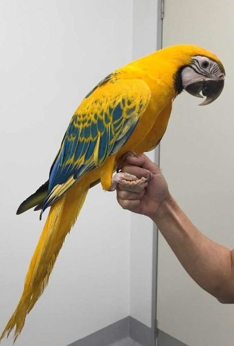 "10 Surprising Facts About Parrots You Need to Know" "Teaching Your Parrot to Talk: Tips and Tricks" "Parrot Care 101: Everything You Need to Know" "Crazy Parrot Antics: Funny Moments with Our Feathered Friends" "The Top 5 Most Popular Parrot Breeds and Their Unique Personalities" parrots pet birds bird lovers parrot care bird training parrot behavior bird health exotic pets bird watching Bird, Parrot Pet, Pet Birds, Parrot Bird, Macaw Parrot, Birdy, Parrot Facts, Animals Wild, Animals And Pets