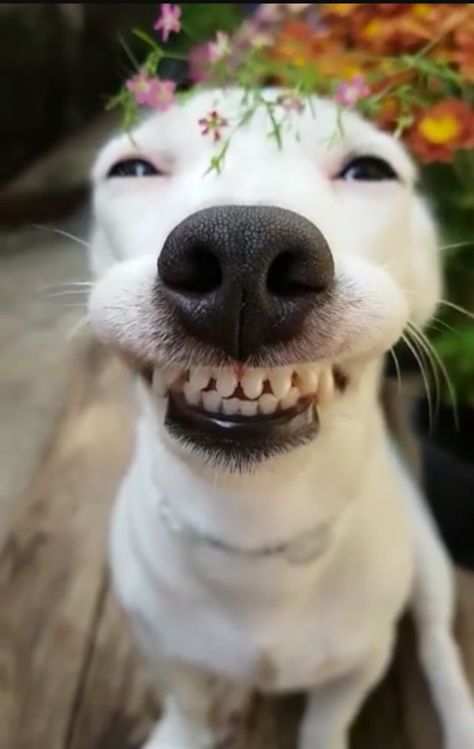 Stay Lifted My Friends.... Stay Lifted! Dogs, Funny Dog Pictures, Smiling Dogs, Dog Pictures, Dog Gifs, Cute Dog Pictures, Smiling Animals, Laughing Animals, Funny Animal Photos