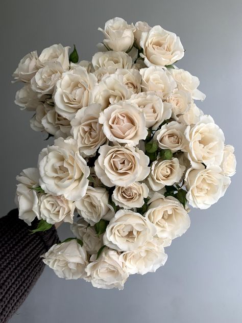 Ivory spray roses with the lightest touch of blush. "Majolica" is one of the best opening families of spray roses. Roses, Floral, Ivory Roses, Ivory Flowers, Blush Rose Bouquet, White Spray Roses, Blush Roses, Cream Roses, Rose Arrangements