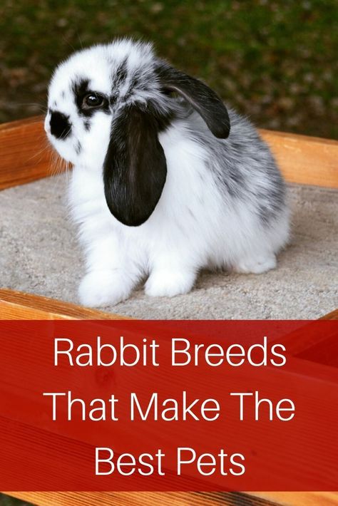Toys, Pet Dogs, Breeds Of Rabbits, Best Rabbits For Pets, Rabbit Breeds, Pet Rabbit Care, Best Pets For Kids, Pet Rabbits For Sale, Rabbit Care