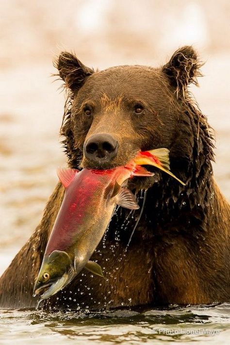 Regard Animal, Bear Fishing, Animal Photography Wildlife, Animal Study, Photo Chat, Pretty Animals, Majestic Animals, Grizzly Bear, Wildlife Animals