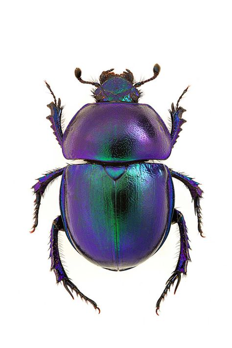 10 (Sometimes Surprising) Good Luck Charms From Around The World | Mental Floss Beetle, Insects, Bugs And Insects, Beetle Insect, Beetles, Beautiful Bugs, Cool Bugs, Beetle Art, Cool Insects
