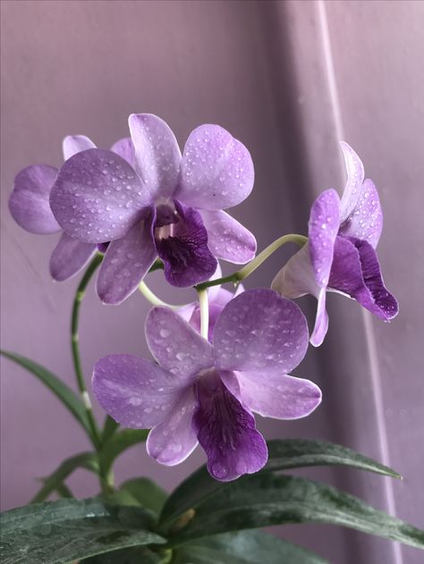 Flora, Dendrobium Orchids, Orchid Purple, Rare Orchids, Orchid Flower, Orchid, Orchid Color, Orchid Flowers, Purple Orchids