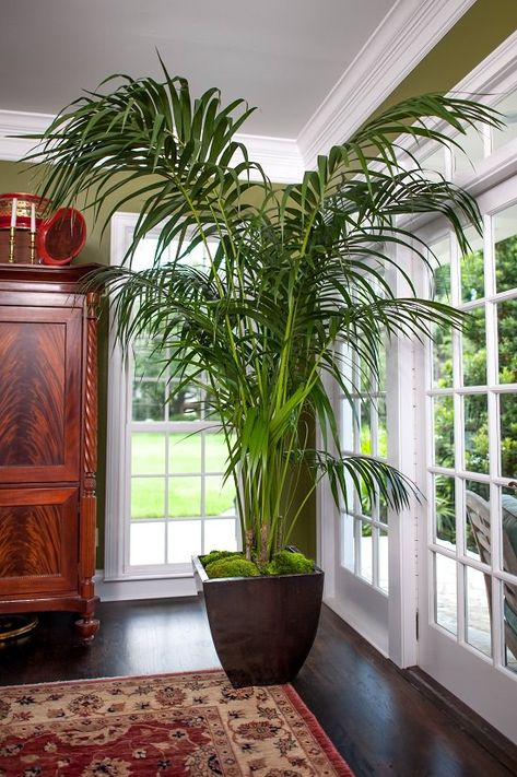 17 Types of Indoor Palm Plants | Best Palm Varieties | Indore, House Plants, Kentia Palm, Bamboo Palm, Palm House Plants, Veranda, Indoor Palms, Houseplants, Indoor Garden