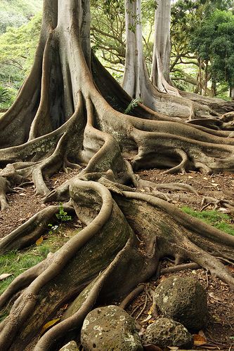 Nature, Forests, Tree Roots, Tree Forest, Nature Tree, Woods, Giant Tree, Fig Tree, Tree Sculpture