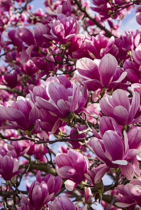 Floral, Bonito, Gardens, Iphone, Plants, Art, Magnolia Flower, Magnolia Trees, Types Of Flowers