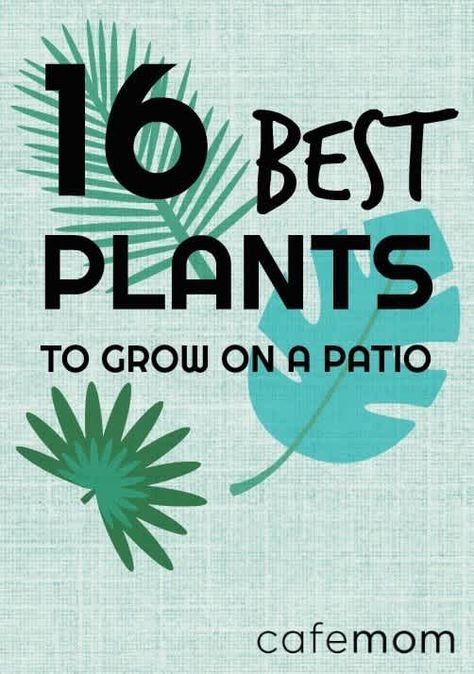 Fort Lauderdale, Outdoor, Container Gardening, Amigurumi Patterns, Patio Plants, Outdoor Plants, Garden Tips, Balcony Plants, Patio Garden