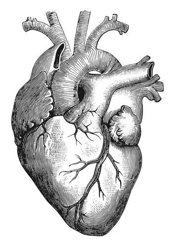 Ink, Collage, Ink Drawings, Art, Heart Anatomy, Heart Art, Heart Illustration, Heart Drawing, Damaged
