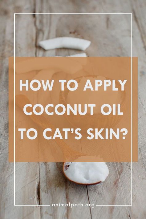 Cats Dry Skin Remedies, Coconut Oil For Cats Benefits Of, Cat Skincare, Coconut Oil For Cats, Cat Tools, Cat Skin Problems, Cat Wounds, Coconut Oil For Fleas, Cat Treats Homemade