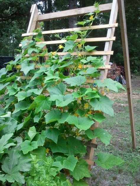 25 Best ideas to grow zucchini vertically in garden, raised beds or pots, with easy DIY trellises, arches, & tunnels for successful vegetable gardening. - A Piece of Rainbow, backyard, small space gardens, grow your own food, homestead, homesteading, spring, summer, edible garden, landscaping tips Vegetable Garden, Courgettes, Trellis, Tomato Trellis, Cucumber Trellis, Cucumber Trellis Diy, Veggie Garden, Zucchini Trellis, Small Vegetable Gardens