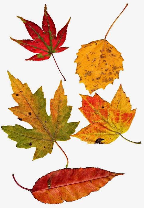 Art, Inspiration, Autumn, Fall Leaves, Autumn Leaves, Autumn Leaves Art, Fall Leaves Drawing, Autumn Painting, Fall Watercolor