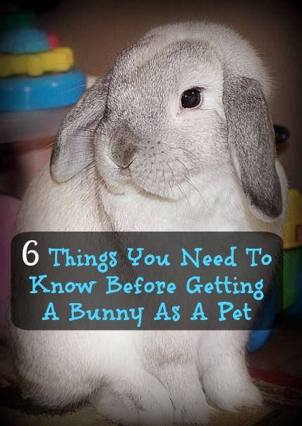 6 Things You Need To Know Before Getting A Bunny As A Pet | Emily Reviews People, Bunny Care Tips, Pet Rabbit Care, Caring For Rabbits, How To Care For Bunnies, Rabbit Care, Raising Rabbits, Pet Hacks, Pet Bunny Rabbits