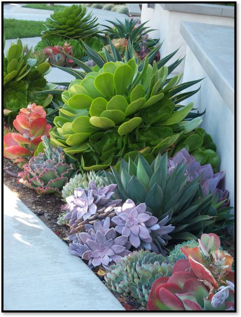 Succulents and cactus have experienced a surge in popularity over the last few years, and for good reason. Their colorful, unique shaped foliage looks good year round – no flowers necessary.  They … Succulent Landscape Design, Cheap Landscaping Ideas, Rogers Gardens, Succulent Garden Design, Small Front Yard Landscaping, Xeriscaping, Succulent Landscaping, Desert Garden, Succulent Gardening