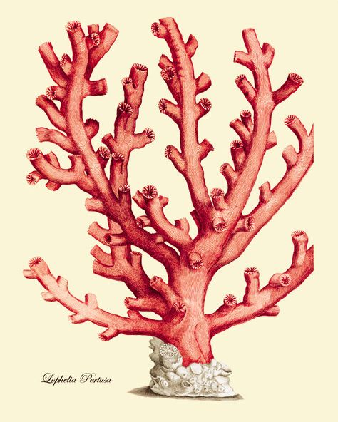 antique-wall-art-etsy-red-coral-branch-1 Vintage, Art, Koral, Inspo, Resim, Kunst, Strand, Prints, Botanica