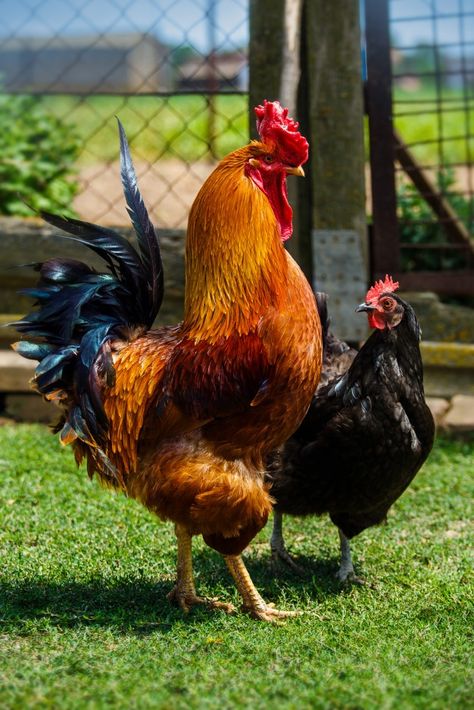 Beautiful rooster and hen in love walkin... | Premium Photo #Freepik #photo #love #summer #green #nature Nature, Rooster, Beautiful Chickens, Cute Chickens, Bird Photography, Animal Wallpaper, Rooster Illustration, Chickens Backyard, Beautiful Birds