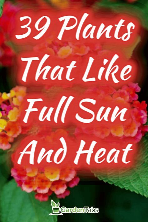 39 Plants That Like Full Sun And Heat Outdoor, Floral, Planting Flowers, Gardening, Ideas, Full Sun Plants, Sun Perennials, Potted Plants Full Sun, Full Sun Perennials