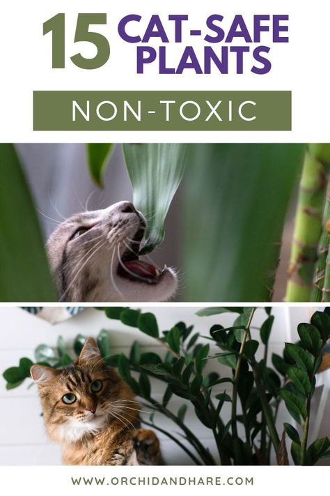 15 Cat Safe Houseplants [PLUS Plant Care Instructions] - Find out which plants are toxic and non-toxic for your cat (and dog!). It's important to have pet friendly indoor plants as a lot of plants are toxic to cats and dogs. Protect your pet with these cat-friendly plants. Cat Safe Plants, Cat Friendly Plants, Plant Care Instructions, Plant Care, Pet Friendly, Cat Safe, Cat Friendly, Indoor Plants, Low Maintenance Plants