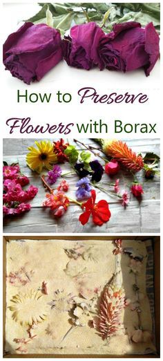 Borax and cornmeal can be mixed together and then sprinkled to preserve flowers. It's easy to do...all you need is a box and a bit of patience. How To Preserve Flowers, Preserving Flowers, How To Dry Flowers, Drying Flowers, Perserving Flowers, Dry Flowers, Preserved Flowers, Preserved Roses, Pressed Flowers
