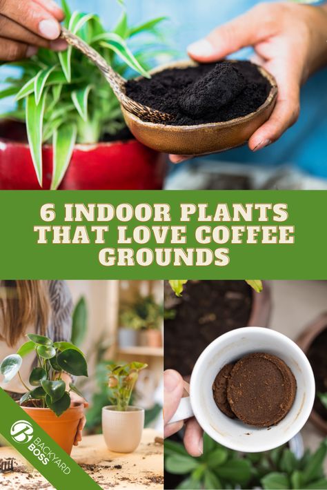 Do you have coffee grounds lying around? Well, don't toss them out! Here are six plants that love coffee grounds as a soil amendment. Country, Art, Coffee Grounds Garden, Herbs Indoors, Indoor Plant Care, Air Plants Care, Plants For Raised Beds, Coffee Grounds For Plants, Growing Herbs
