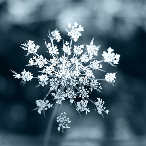 snow crystal flower Nature, Photo Art, Flowers, Snow Flower, Flower Screensaver, Flower Aesthetic, Winter Flowers, Snow Crystal, Snowflake Wallpaper