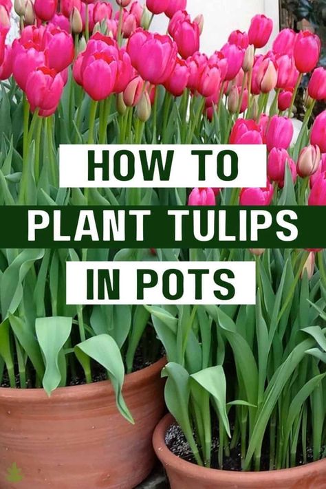 Planting Tulips in Pots Compost, Planting Flowers, Gardening, Fresco, Inspiration, When To Plant Tulips, Planting Tulips, Planting Bulbs, When To Plant Bulbs