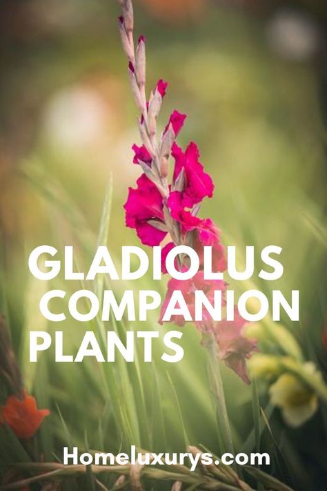 Garden Bulbs, Planting Flowers, Plants, Companion Planting, Play, Gardening Tips, Grow Wildflowers, Gladiolus Bulbs, Gladiolus Arrangements